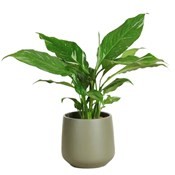 Lepelplant (Spathiphyllum) 