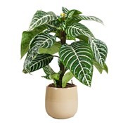 Zebraplant (Aphelandra Squarrosa) 