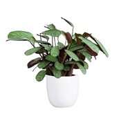 Never Never plant (Ctenanthe Amagris) 
